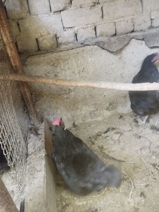 5 Qora tovuq hammasi tugadi, tuhumda, har bita donasi 100.000 uzs