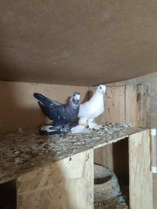 Пара Гулбадам самец