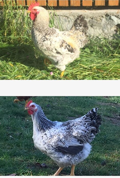 Ofertă pui rasa mixtă și pui de carne la cel mai bun preț de pe piață