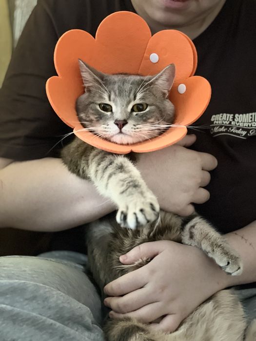 Красивый котик в хороший дом