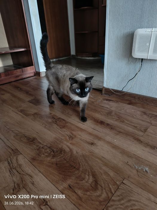 Кот сеамский в добрые руки
