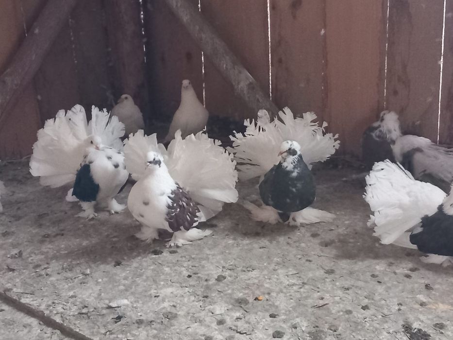 Porumbei rotati indieni