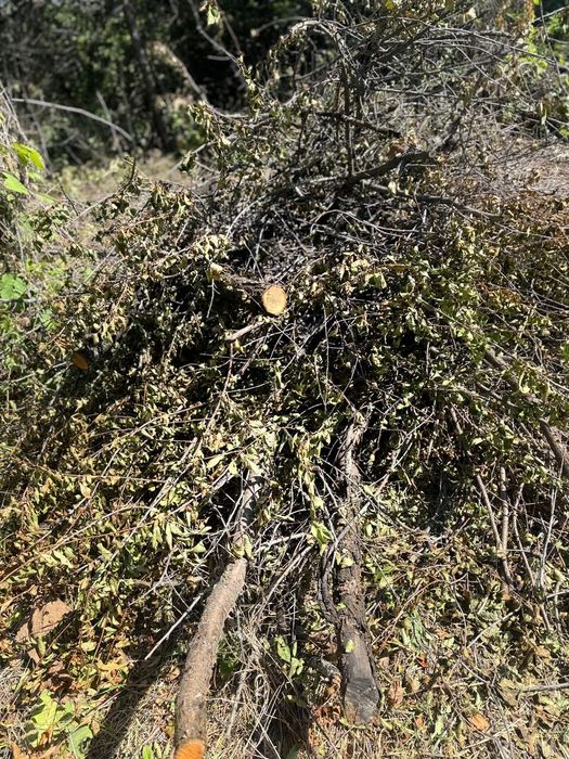 Отдам дрова бесплатно