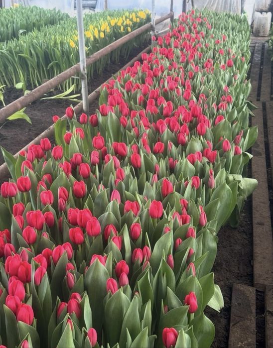 Тюльпан открыть предзаказ 2026