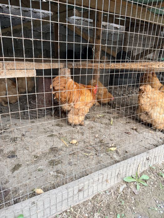 Брама кох паливий товук тухумлари сотилади