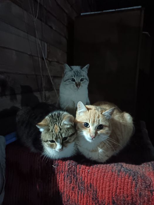 Отдам котят в добрые руки
