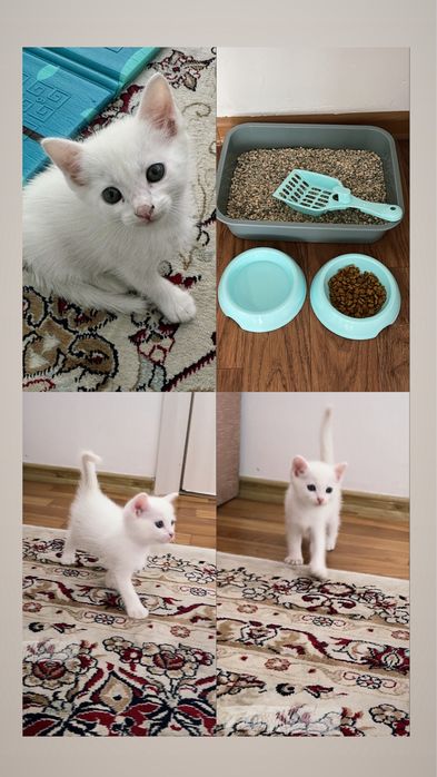Отдам белого котенка