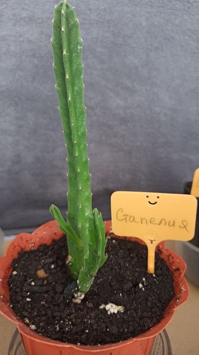 Стапелия гигантская