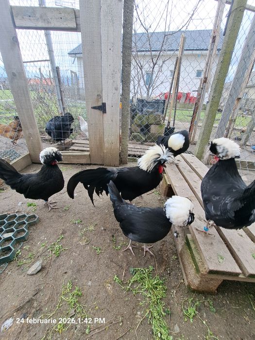 Vând oua de motata olandeza