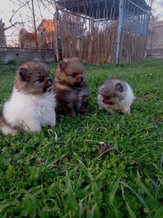 Продаються шикарные щенки померанский шпиц