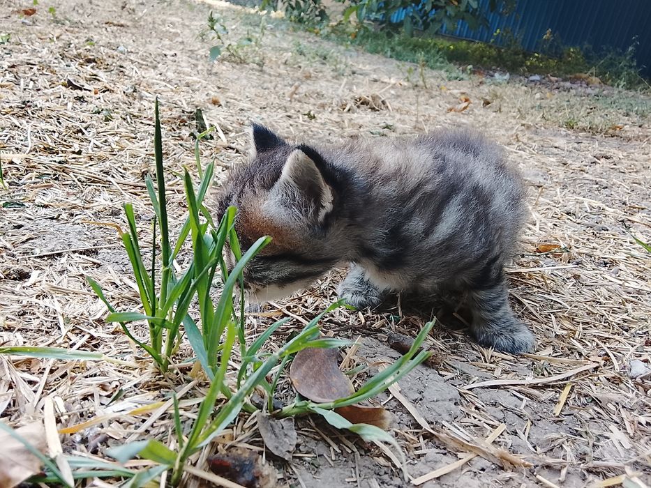 Отдам котят в добрые руки