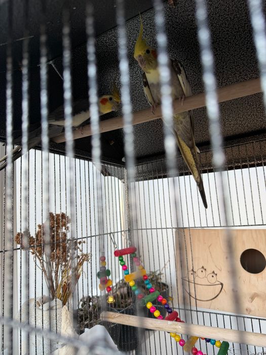 Papagali nimfe cu colivie