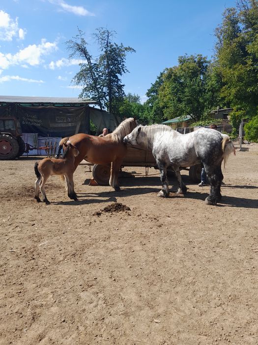 Vând iapă de 5 ani  cu mănză  de 3 luni iapa  este gestantă dinou  mai multe  detali la telefon nu răspund la  mesaje  .