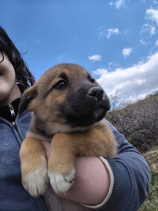 Catelusi spre adoptie