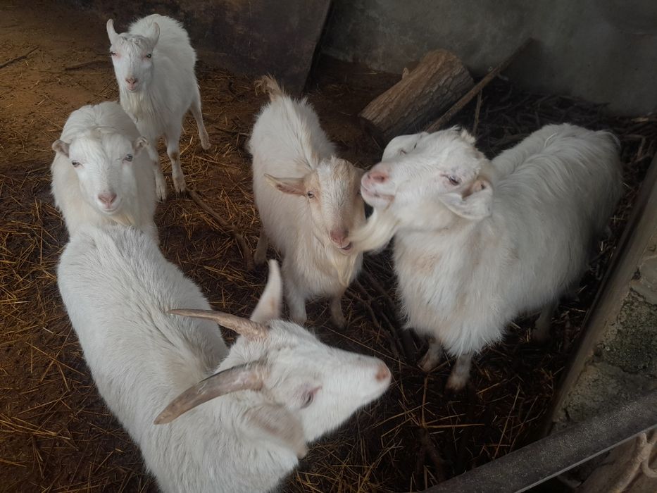 Коза Ешкi Лак 6 шт срочно