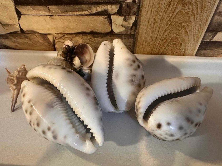 Морска раковина Тигрова Ципрея