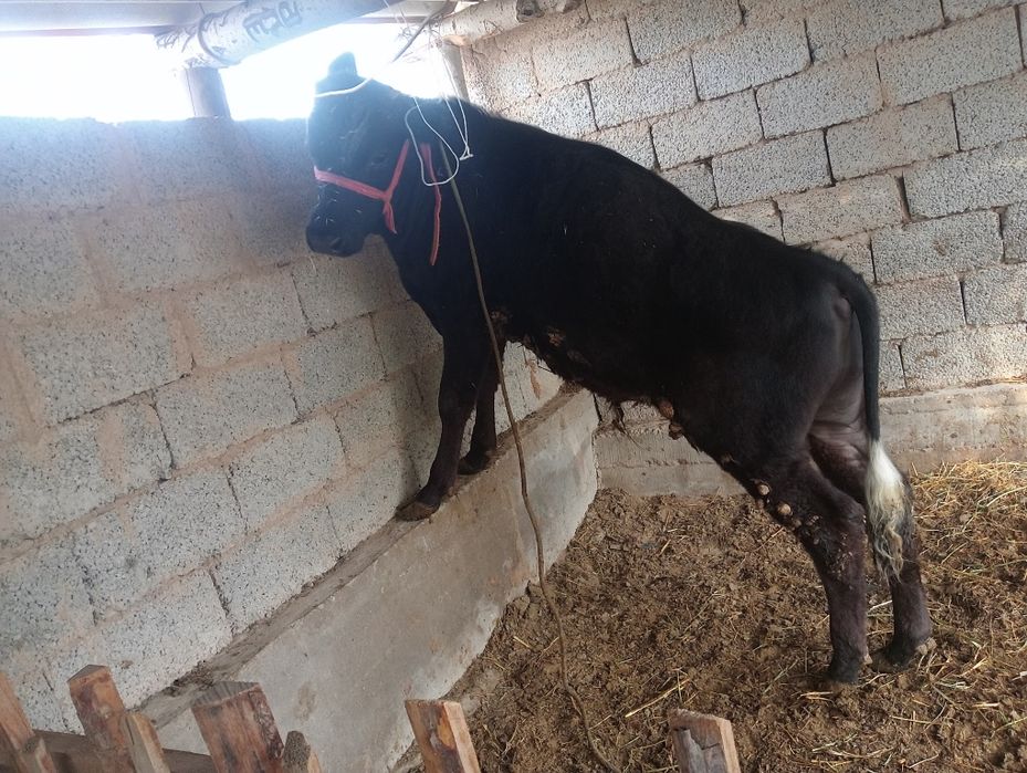 Бұқа сатылады 1 жасар