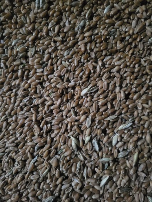 Пшеница. Продам пшеницу