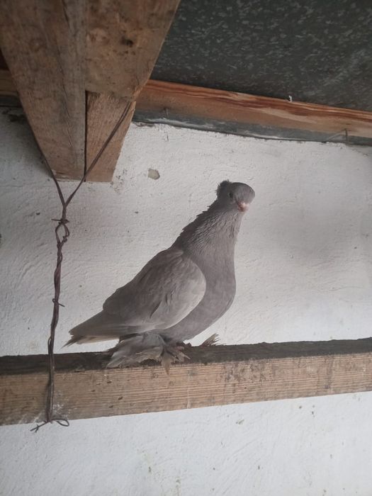 Продам пару, чубатых