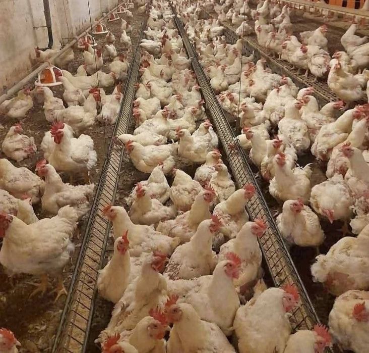 Gaini de carne la 4-5 kg