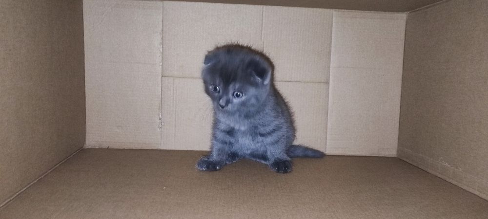 Срочно продаются Скоттиш Фолд и Скоттиш Страйт