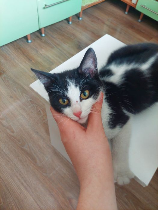 Кошечка молодая отдам