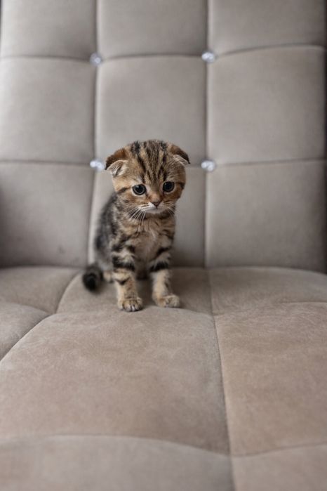 Продаются срочно скоттиш фолд мальчик