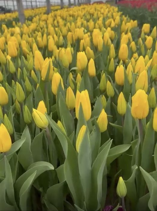 Тюльпаны разных видов