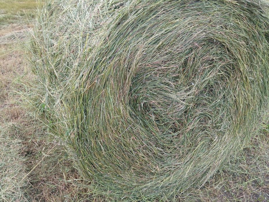 Продам сено в рулонах