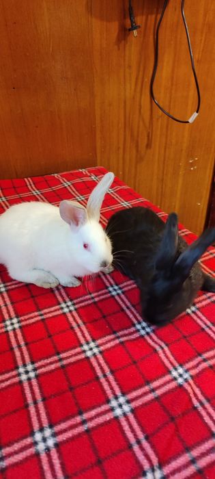 Кролик белый и черный