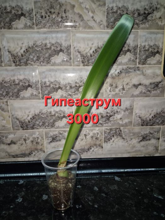 Домашние цветы и отростки