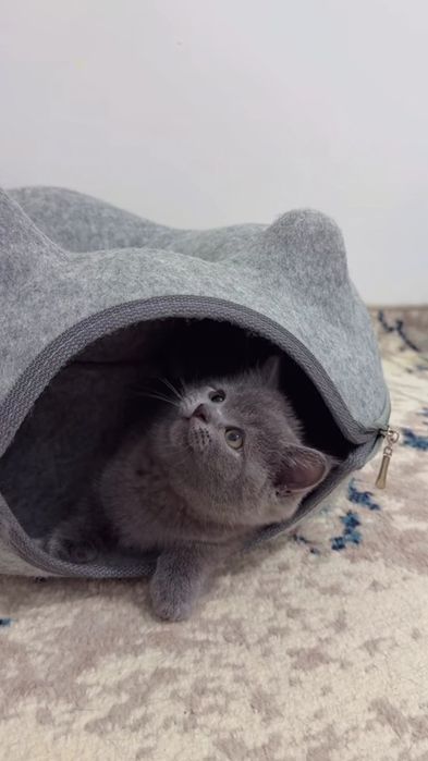 Котёнок британский скотиш фолд