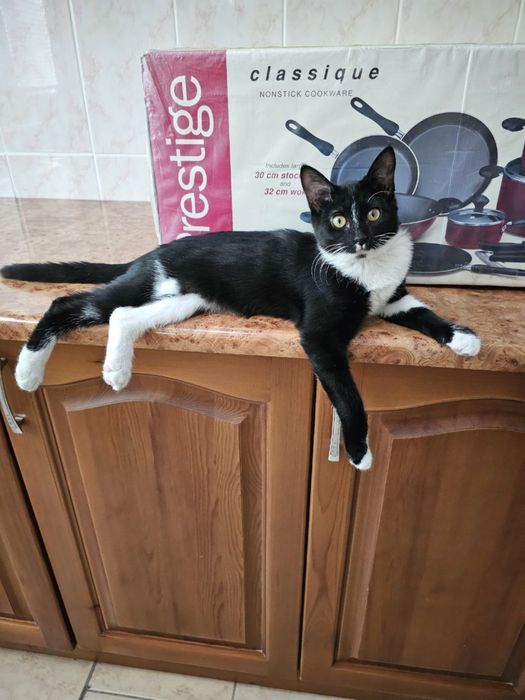 Hadya qilaman qiz mushukcha