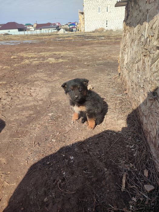Отдам Щенка немецкой овчарки
