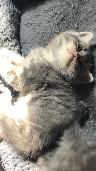 Кошка шотланская прямоухие