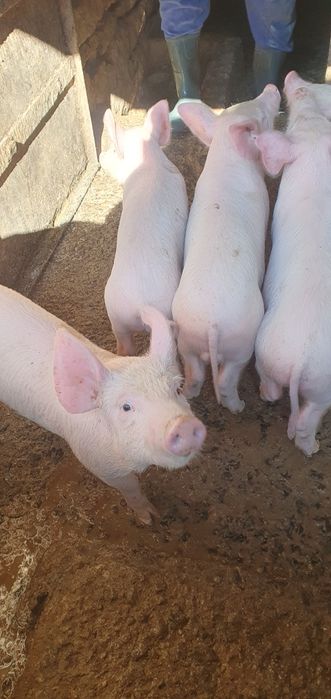 Продаваме малки прасенца