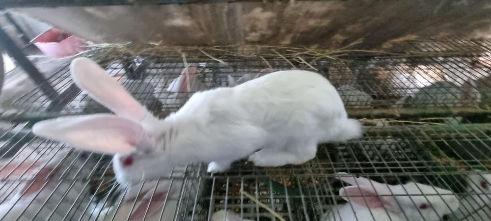 Vînd iepuri hycoli francez