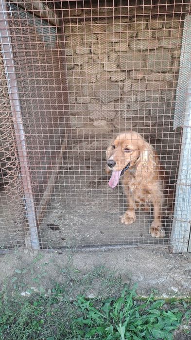 Куче търсач на трюфели