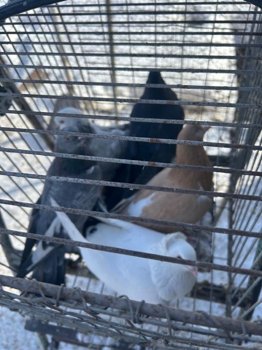 Продам голубей по 3 000 тенге