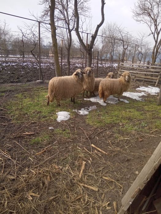 Vând 2oi si un berbec