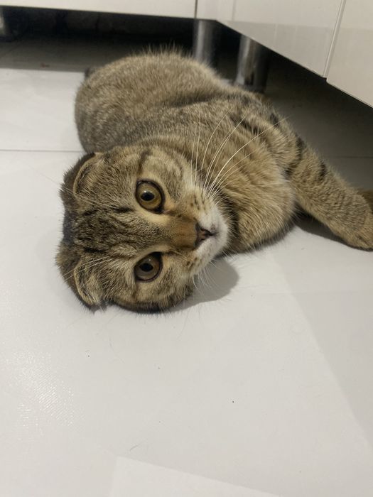 Шотландская кошка