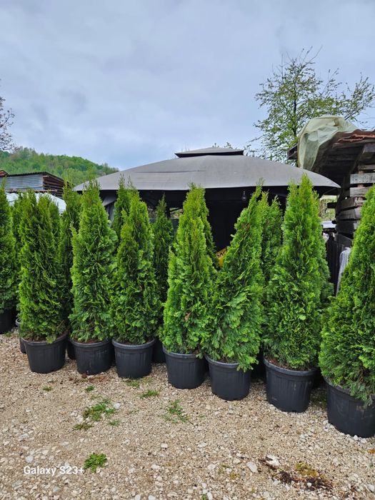 Vindem tuia smaragd de mai multe dimensiuni