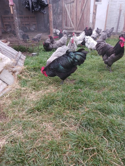 Ouă pentru incubat Australorp și Araucana