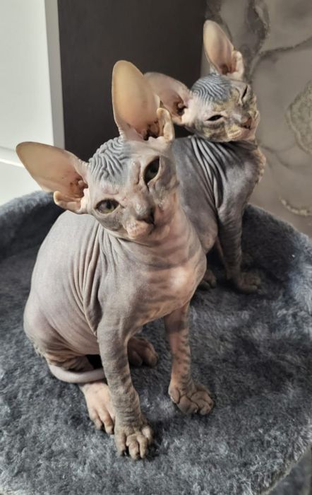 Милые девочки ищут заботливых родителей