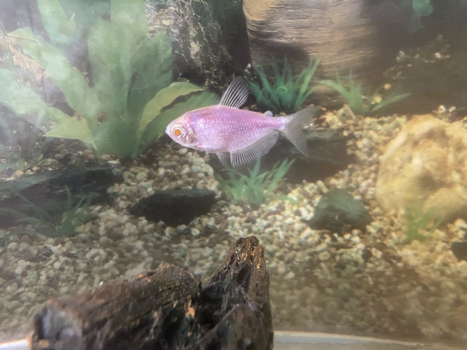 Аквариум 20литр