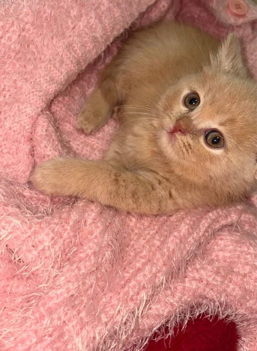 Mushuk 1 oyli rangi sariq