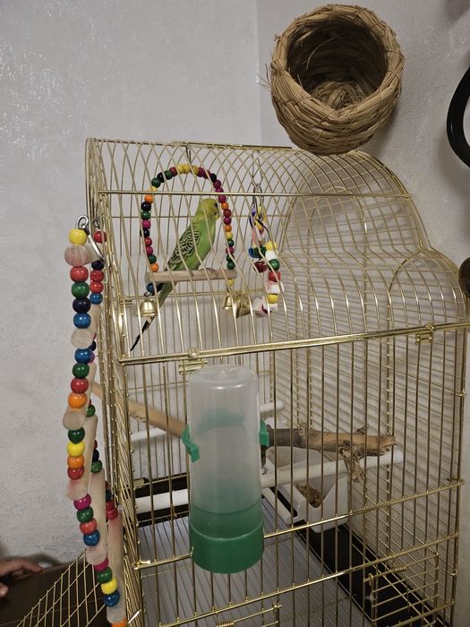 Продам папугая с клеткой