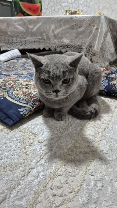 Кот два с половиной года