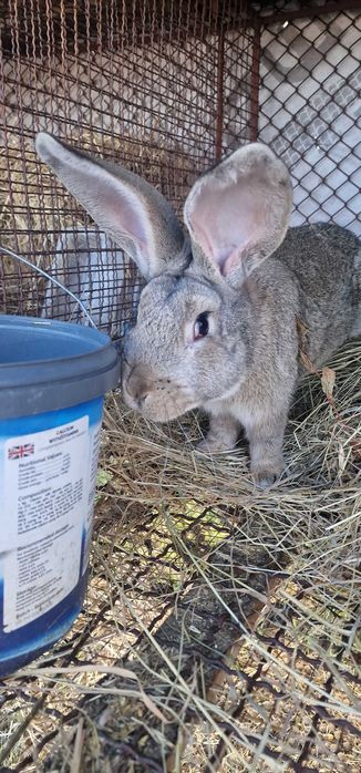 Vand 2 masculi urias german