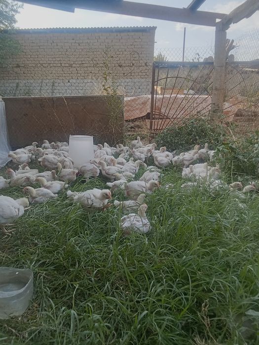 Продается бройлер   2 апталық  штук  1000тг